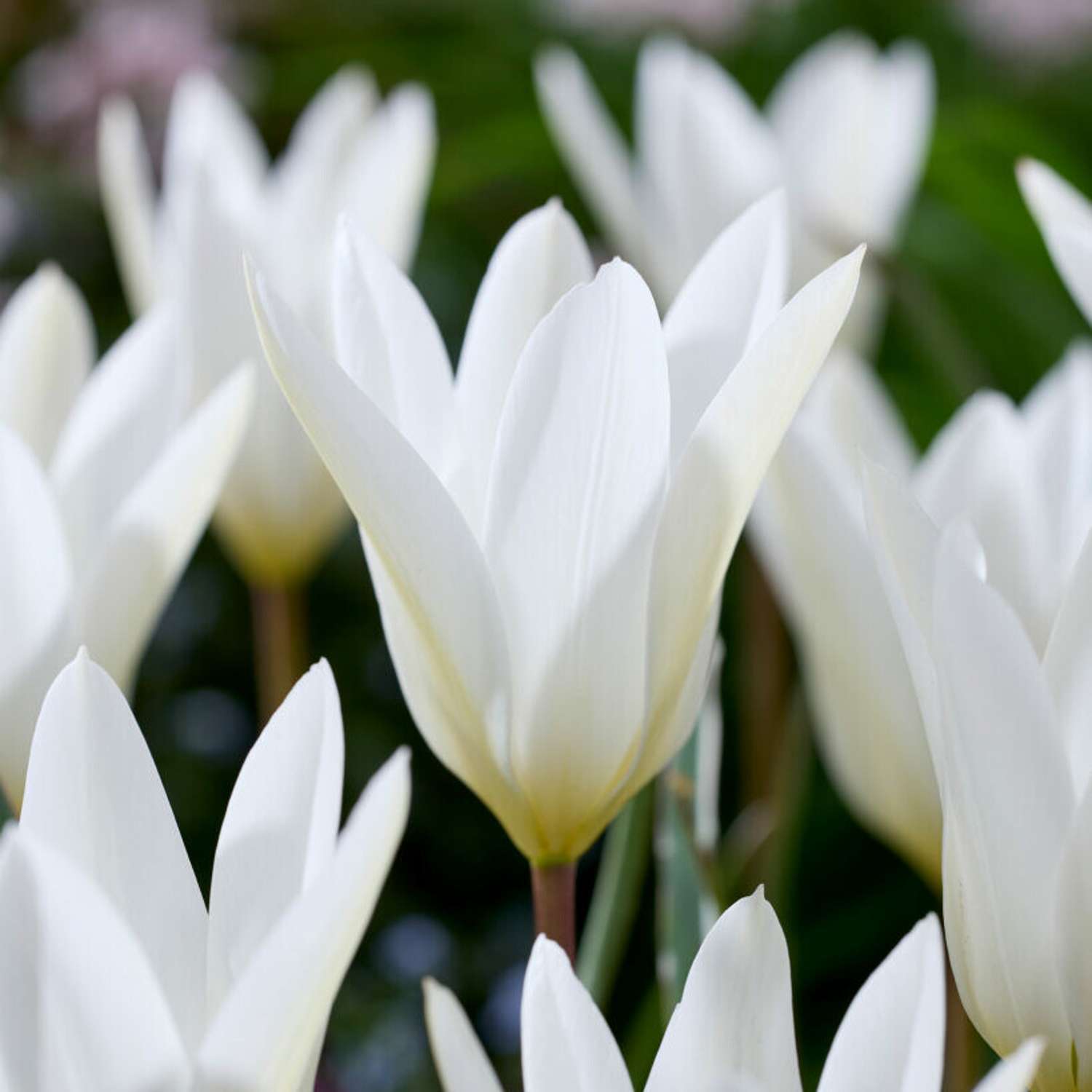 Tulpe 'Sylvia'